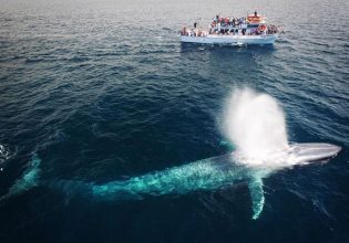 «Εκατομμύρια κομμάτια πλαστικού» σε κάθε μπουκιά της γαλάζιας φάλαινας