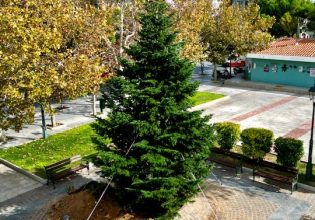 Ο Δήμος Αγίων Αναργύρων – Καματερού μεταφύτευσε τα πρώτα φυσικά δέντρα για τα Χριστούγεννα