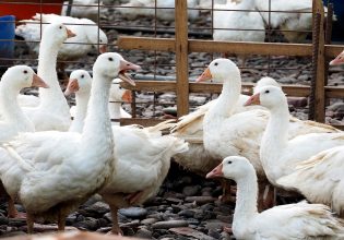 Γρίπη των πτηνών: Η πιο καταστροφική όλων των εποχών στην Ευρώπη – Θανατώθηκαν πάνω από 50 εκατ. πουλιά