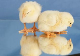 «Μεταλλαγμένες» κότες υπόσχονται να καθαρίσουν τη μεγάλη αμαρτία της πτηνοτροφίας