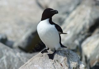 Κυπαρισσία: Θαλασσοδαρμένος «πιγκουίνος» ναυάγησε στο Ιόνιο