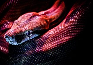 Τα φίδια έχουν κλειτορίδα: Oι επιστήμονες ξεπερνούν ένα ταμπού γύρω από τα γυναικεία γεννητικά όργανα