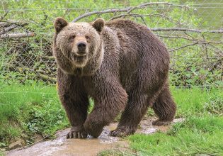 Κλιματική αλλαγή: Αγρυπνες οι αρκούδες λόγω του θερμού χειμώνα