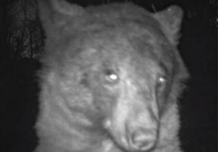 Αρκούδα: Εθισμένη στις selfies – Έβγαλε πάνω από 400 φωτογραφίες σε πάρκο