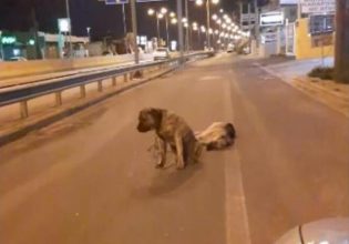 Κρήτη: Συγκινεί σκύλος που θρηνεί τον τετράποδο φίλο του – Δεν τον εγκατέλειψε