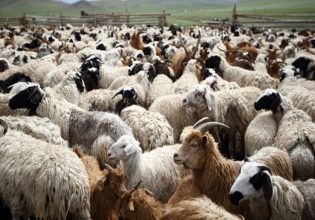 Ευλογιά: Κρούσματα σε αιγοπρόβατα – Που εντοπίστηκαν