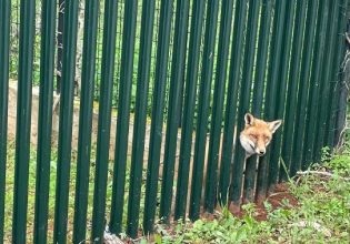 Θρακομακεδόνες: Αλεπού σφήνωσε σε κάγκελα σπιτιού