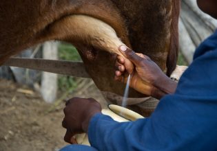 Κτηνοτρόφοι: Πιέσεις για μείωση της τιμής αγελαδινού γάλακτος