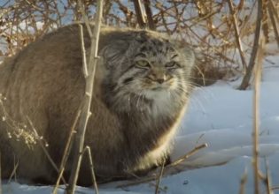 Έβερεστ: Επιστήμονες ανακάλυψαν σπάνιο είδος γάτας