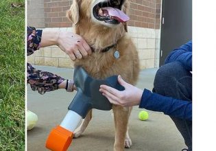 Ανάπηρος σκύλος: Μαθητές βρήκαν τη λύση για να ξανατρέξει