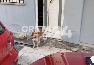 Χανιά: Συγκινεί ο «Χάτσικο της Κρήτης» – Ο σκύλος του άνδρα που βρέθηκε νεκρός τον περιμένει στην πόρτα
