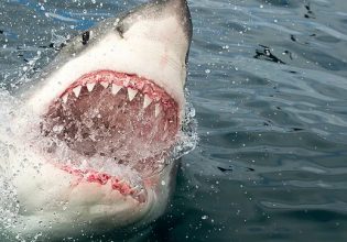 Μεξικό: Φονική επίθεση από λευκό καρχαρία – Αποκεφάλισε δύτη
