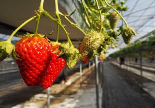 Εξαγωγές: «Με το δεξί» η σεζόν για φράουλα – Ανακάμπτουν πορτοκάλι – μανταρίνι