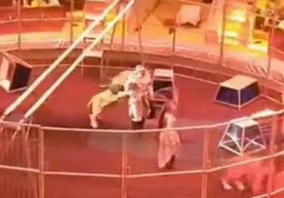 Ρωσία: Λιοντάρι ορμάει και δαγκώνει τον θηριοδαμαστή του σε τσίρκο