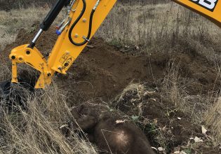 Φλώρινα: Νεκρή θηλυκή αρκούδα μετά από τροχαίο