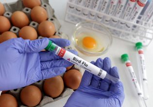 Γρίπη των πτηνών: Σκέψεις για μαζικούς εμβολιασμούς στα πτηνοτροφεία εν μέσω φόβων για νέα πανδημία