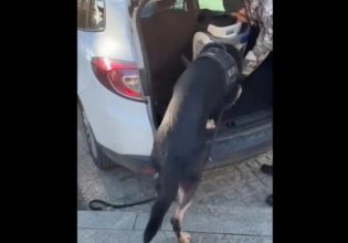 Θεσσαλονίκη: Ο αστυνομικός σκύλος «Ακύλας» ξετρύπωσε ναρκωτικά κρυμμένα σε παιδικό κάθισμα αυτοκινήτου