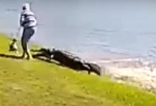 ΗΠΑ: Βίντεο με τη θανατηφόρα επίθεση αλιγάτορα στην 85χρονη στη Φλόριντα