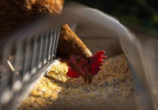 ΕΕ: Ειδικοί κανόνες για τον έλεγχο της γρίπης των πτηνών