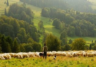 ΣΕΚ: Άμεσα ενίσχυση των κτηνοτρόφων χωρίς αποκλεισμούς
