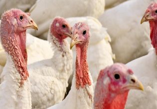 Πτηνοτροφία: Ενίσχυση για ζωοτροφές ζητούν και οι παραγωγοί γαλοπούλας