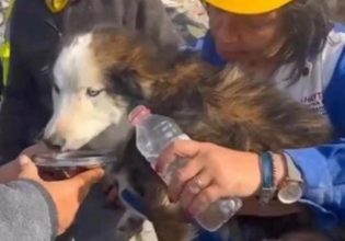 Σεισμός στην Τουρκία: Απίστευτο – Διασώθηκε σκύλος μετά από 22 ημέρες κάτω από τα ερείπια