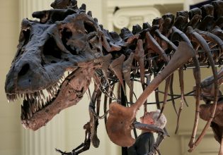Τυραννόσαυρος: Νέα μελέτη αναδεικνύει το σαγηνευτικό χαμόγελο του ερπετού