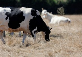Η αγελάδα που γλίτωσε από βέβαιο θάνατο – Η απόδραση, ο αγώνας για ελευθερία και η νέα ζωή του Stewie