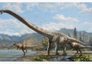 Γαργαντούας: Απολιθώματα αποκαλύπτουν ότι ο 70 τόνων δεινόσαυρος είχε λαιμό 15 μέτρων