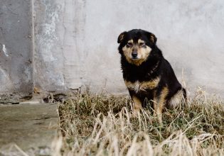 Κτηνωδία στη Δράμα: Έκοψε με ψαλίδι τα αυτιά αδέσποτου σκύλου