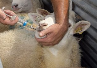 Κτηνοτρόφοι: Συμμορφώνονται με τους κανονισμούς για τα κτηνιατρικά φάρμακα