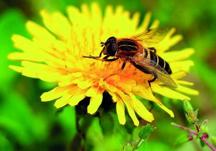 Πώς οι μέλισσες δίνουν πληροφορίες για την υγεία των κατοίκων μεγάλων πόλεων
