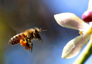 To πρώτο εμβόλιο για μέλισσες μπορεί να αποτρέψει ζημιές δισεκατομμυρίων