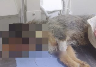Σέρρες: Αδέσποτο σκυλί βρέθηκε νεκρό στα σκουπίδια – Το είχαν πυροβολήσει τουλάχιστον 10 φορές