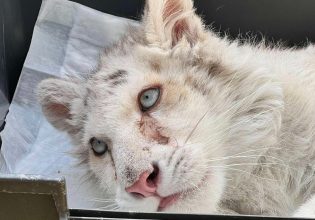 «Το τιγράκι έχει υποστεί κακοποίηση και δεν έχει εκτεθεί στον ήλιο» – Ο διευθυντής του Αττικού ζωολογικού πάρκου αποκαλύπτει