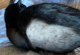 Άγνωστος ξυρίζει οικόσιτες γάτες σε διάφορα σημεία του σώματός τους στη Βρετανία