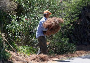 Ο δήμος Διονύσου καλεί τους δημότες για έγκαιρο καθαρισμό των οικοπέδων τους