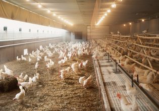 Πτηνοτροφία: Αλλαγές στην αδειοδότηση των εκμεταλλεύσεων