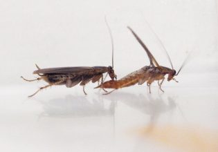 Κατσαρίδες: Πώς τα εντομοκτόνα οδήγησαν σε νέες σεξουαλικές πρακτικές