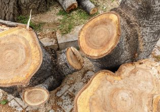 Κάλεσμα του Δήμου Χανίων στους ιδιοκτήτες ακινήτων να κλαδέψουν τα δέντρα που προεξέχουν από τα σπίτια τους