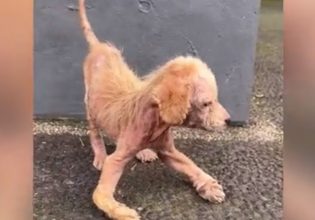 Σκύλος: Η απίστευτη μεταμόρφωση της Έιλα – Πώς σώθηκε από την ψώρα