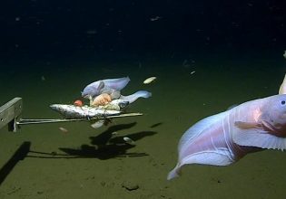 Ψάρι που βρέθηκε σε ωκεάνια τάφρο καταρρίπτει κάθε ρεκόρ βάθους