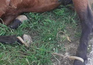 Κτηνωδία στην Τζια: Άλογο παστουρωμένο «κρεμόταν» σε πλαγιά λόγω εξάντλησης