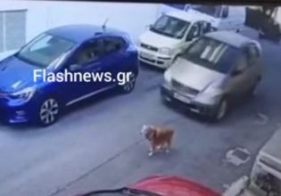 Πρόστιμο 40.500 ευρώ στην οδηγό που πάτησε σκυλάκι εν ψυχρώ – «Δεν σταμάτησα γιατί πανικοβλήθηκα»