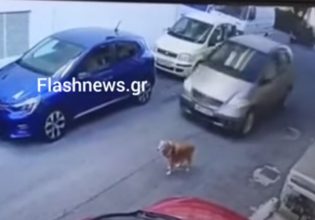 Συνελήφθη και οδηγείται στο αυτόφωρο η οδηγός που πάτησε σκυλάκι εν ψυχρώ