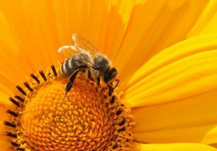 Μέλισσες: Προστασία από τους ψεκασμούς στην ανθοφορία