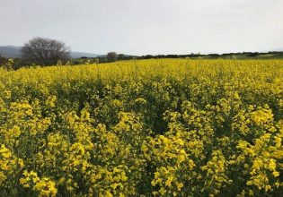 Ενεργειακά φυτά: Σε μαρασμό οδηγούνται οι καλλιέργειες – Σε αδιέξοδο οι παραγωγοί