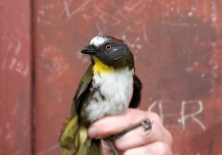 Πουλιά με δηλητηριώδη φτερά ανακαλύφθηκαν στη Νέα Γουινέα