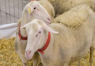 Κτηνοτρόφοι: Αντιδρούν στην ένταξη των αμνοεριφίων στο «καλάθι του Πάσχα»