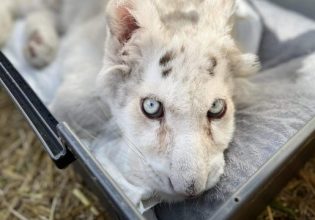 Θλίψη για τη Χασίγια, το λευκό τιγράκι – Εξαιρετικά κρίσιμη η κατάστασή της, έπαθε και ανακοπή